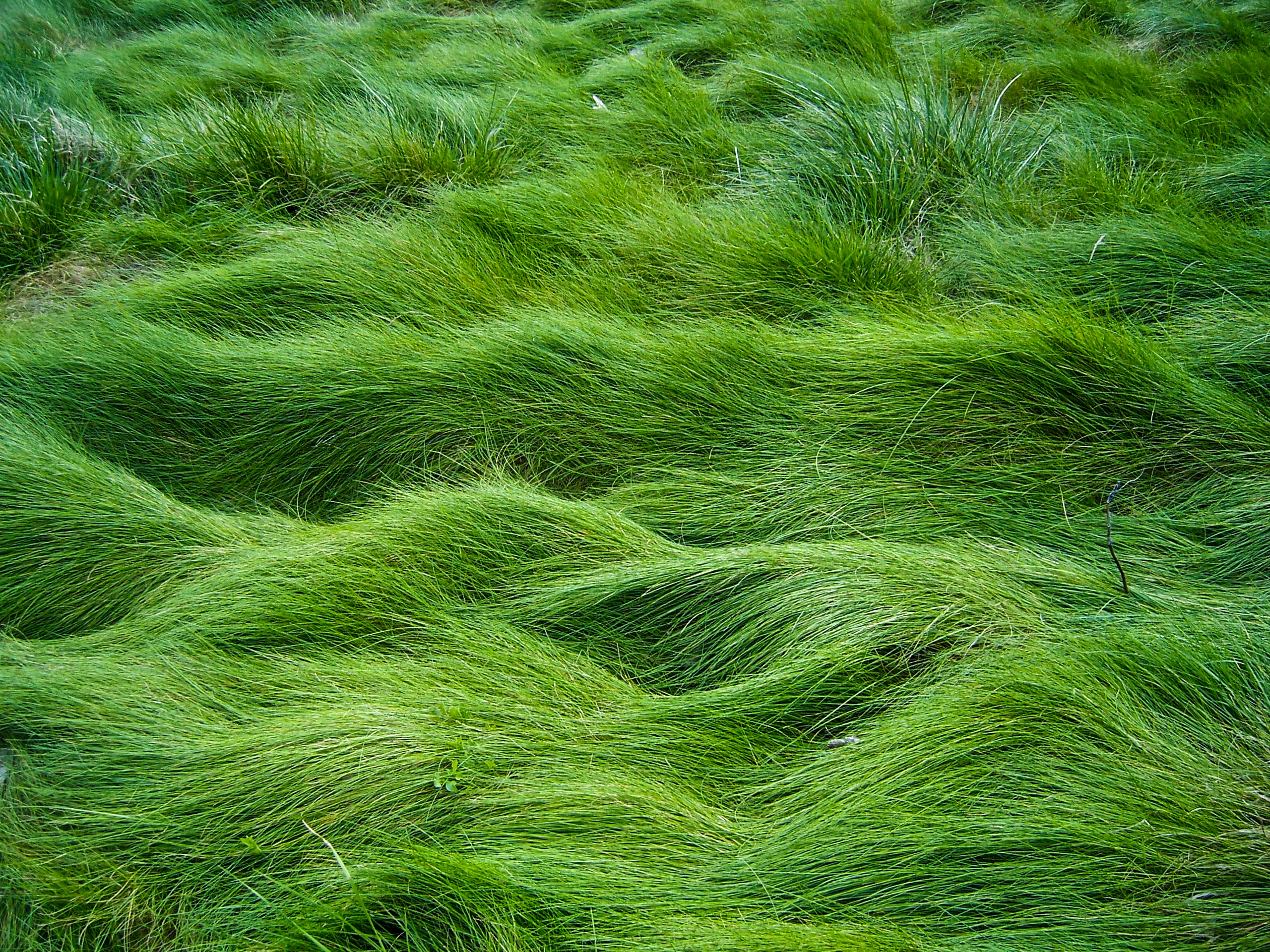 Травянистый. Зеленые водоросли ульфоциевые. Зеленая трава. Густая трава. Красивая трава.
